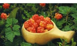 Польза морошки: лекарственные, кулинарные и косметические рецепты из «царской ягоды Варианты к столу