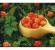 Польза морошки: лекарственные, кулинарные и косметические рецепты из «царской ягоды Варианты к столу